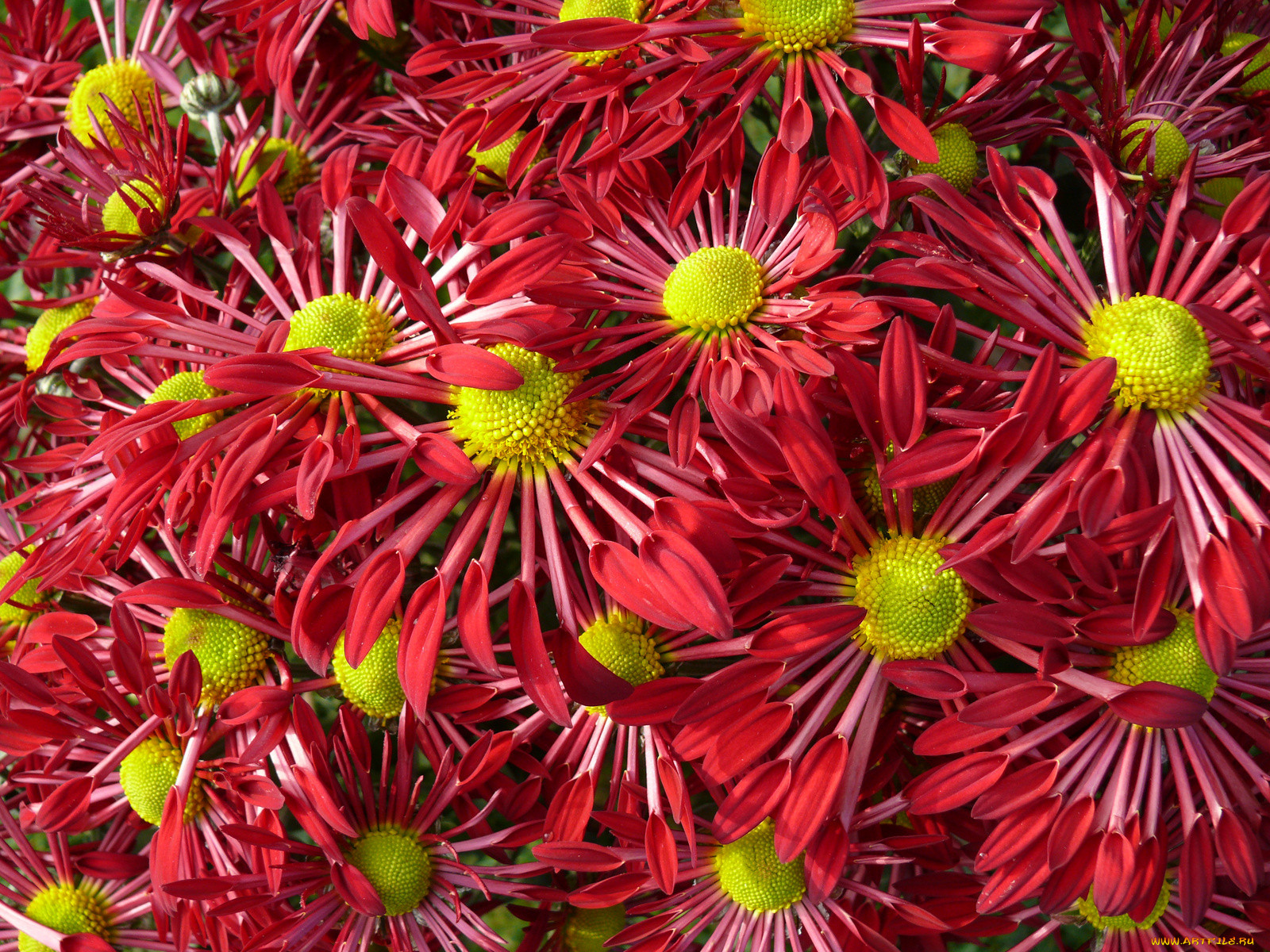 Крупный яркий цветок 4. Хризантемы разноцветные. Хризантема красная. Цветок много лепестков. Красные цветы много лепестков.